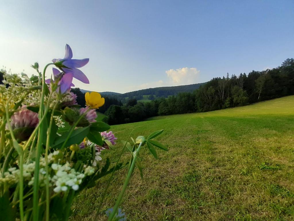 Apartmán Horní Lipová č. 3 room 2